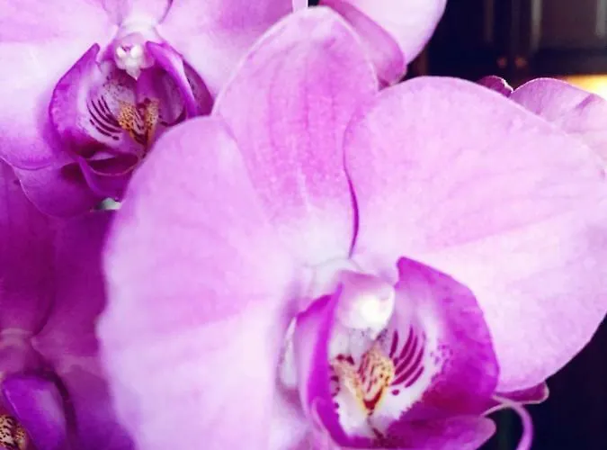 Orchidea By Dimorra * Naples