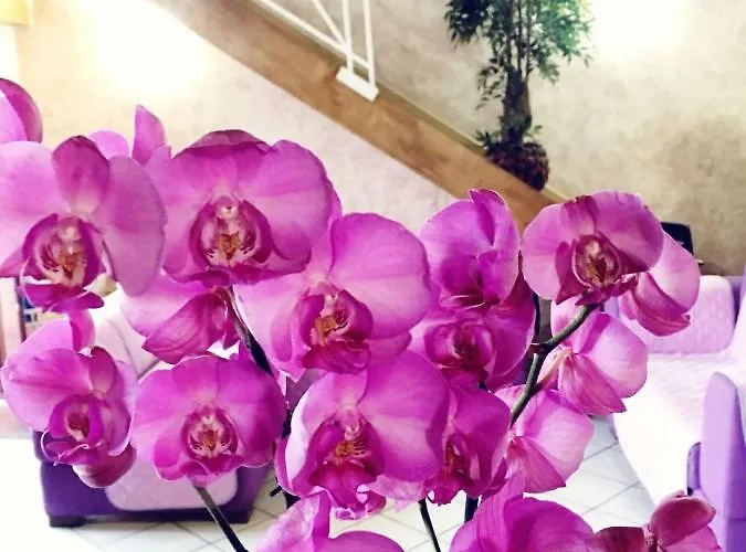 Orchidea By Dimorra * Naples