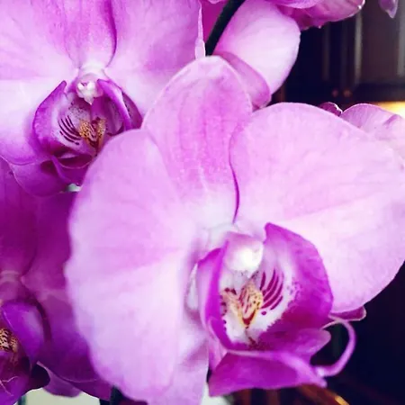 Orchidea By Dimorra * Napoli