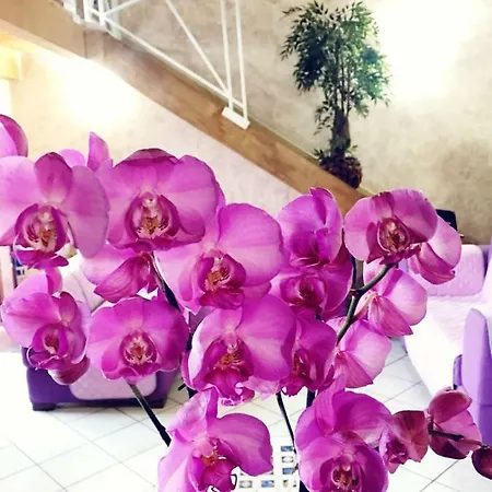Orchidea By Dimorra * Napoli