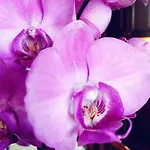 Orchidea By Dimorra * Neapol