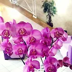 Orchidea By Dimorra * Neapol